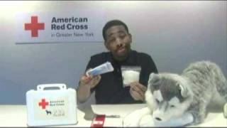How to Build a Pet First Aid Kit