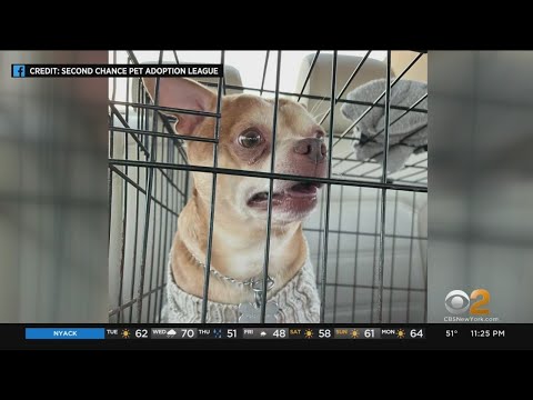 Woman's Brutally Honest Pet Adoption Ad Goes Viral