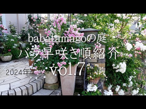 ブーゲンビリアのパーゴラをすぐに覆うつる性植物