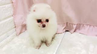 ポメラニアンの動画01