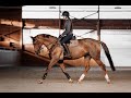 Mare Czech Warmblood For sale 2014 Chesnut