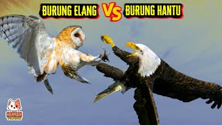 Download lagu Siapakah Raja Udara Sebenarnya? ELANG VS BURUNG HANTU, Ayo Tebak Siapa Yang Bakal Menang mp3