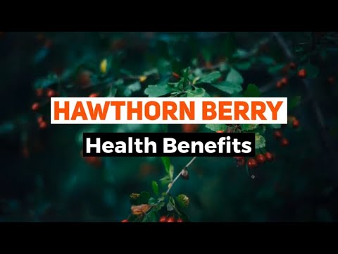 Proven Health Benefits of Hawthorn Berry Herb | Hawthorn Berry benefits heart
