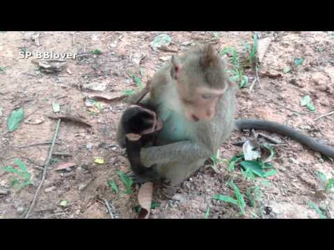 download lagu mp3 mp4 38 Baby Monkey, download lagu 38 Baby Monkey gratis, unduh video klip Download 38 Baby Monkey Mp3 dan Mp4 Viral Gratis
