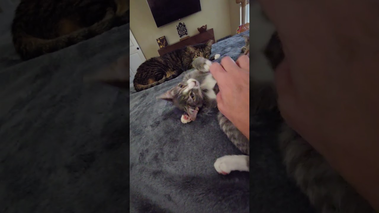 Enlarge Surya, a Adoptable Domestic Short Hair in highlands ranch, CO video 4/6