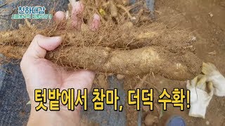 텃밭에서 참마 더덕 캤어요. 수확량이 생각보다 많이 나옴... [시골농부 천하대감]