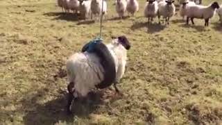 Sheep trapped in tyre swing tries to escape but leaps into air