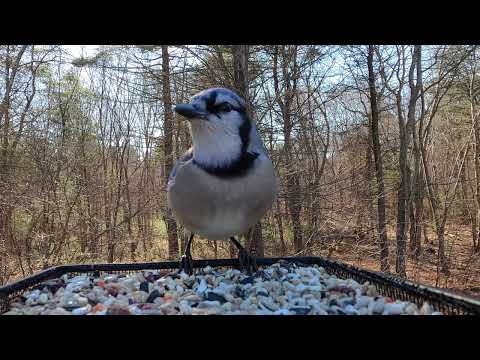 Blue Jay Call