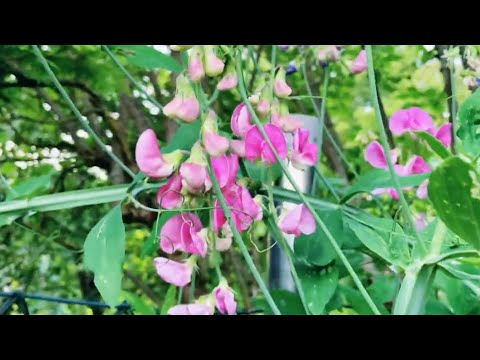 Pea Tree ! Pea Flowers ! মটরশুঁটি গাছে কি সুন্দর ফুল ধরেছে। Fardina Youtuber
