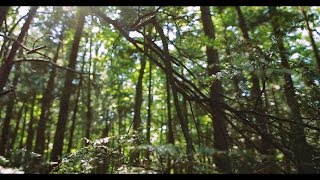 NYS Hemlock Initiative Video Series Episode 1: Hemlocks
