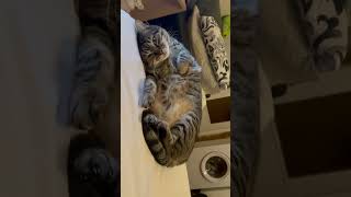 Download lagu Cute Cats Sleeping #65 #2023 mp3