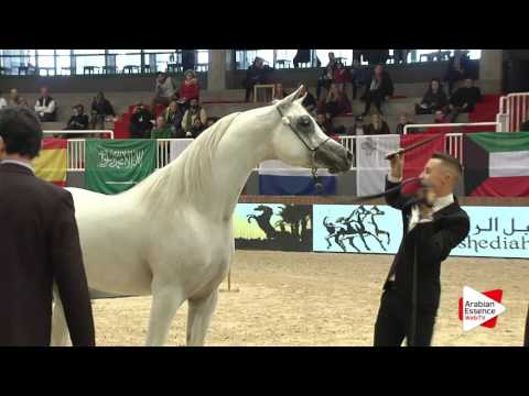 Milan SEWC 2016 - Stallions (5A) - 1st place: N.72 PSE AL RAKHAN