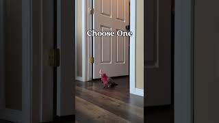 Download lagu Choose just one! ☝️ #parrot #birds #parrotlet mp3 Download lagu Choose just one! ☝️ #parrot #birds #parrotlet mp3