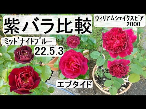 イングリッシュローズ「ウィリアム・シェイクスピア2000」 植物