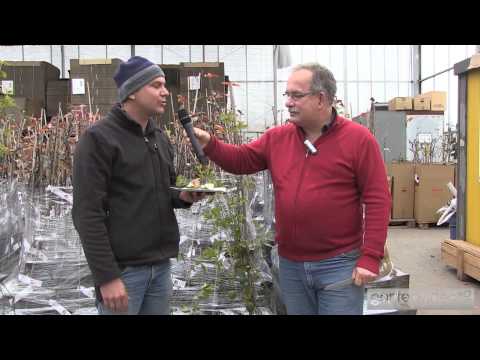 Winterhärte und Geschmack von Passionsfrucht - Maracuja