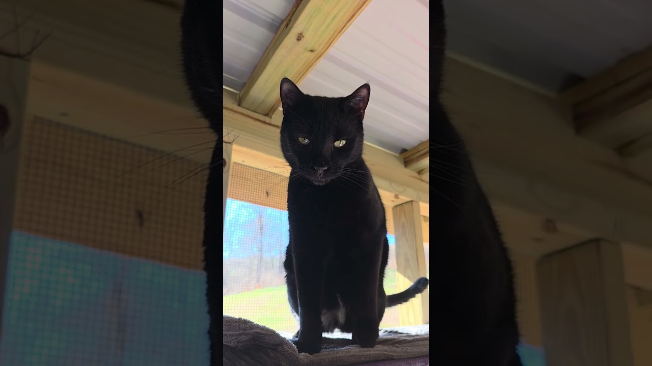 Toby, a Adoptable Domestic Short Hair in Blairsville, GA video 4/5