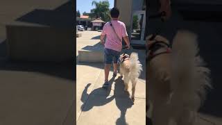 Liam's first time walking Norman into Church