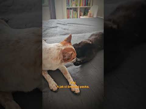 Súboj Pampi vs Murko. Pes a mačka. Časť prvá - keďže trval veeeľmi dlho. #pes #mačka #pampi #murko