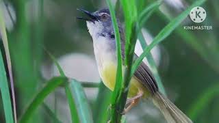 Download lagu Suara Ciblek Tebu Jantan Gacor Cocok Untuk Pancingan/Pikat mp3 Download lagu Suara Ciblek Tebu Jantan Gacor Cocok Untuk Pancingan/Pikat mp3