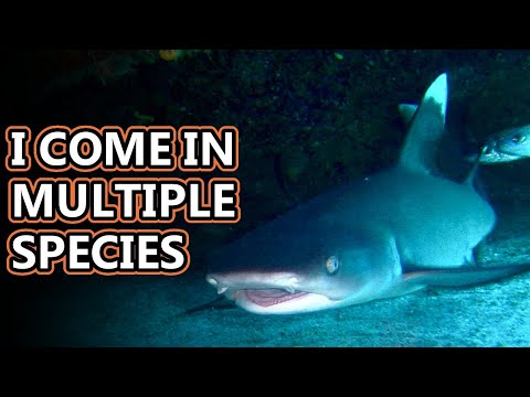 Whitetip Shark facts: both whitetip reef sharks and oceanic whitetip sharks! | Animal Fact Files