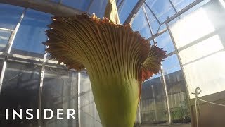 Gigantic Corpse Flower Bloomed For The First Time In 10 Years