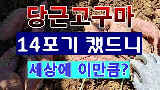 [텃밭농부. 1,244]  당근고구마 14포기 수확 했드니 세상에 이만큼 #고구마재배