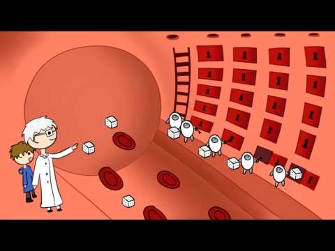 Wie man Blutzuckerspiegel senken 1 Typ Diabetes Ernährung Kürbis