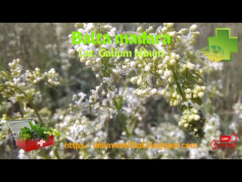 Baltā madara (Lat. Galium album): Tradicionālā Latvijas Jāņu zāle
