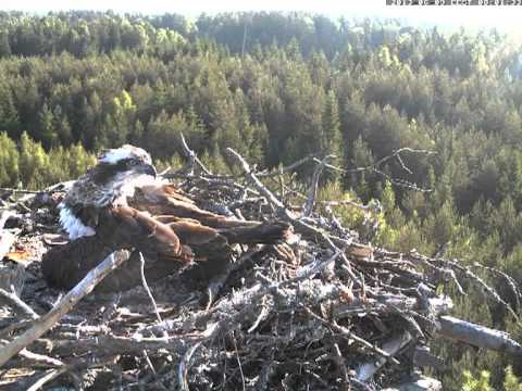 Latvian OSprey   2013 06 09 06h48m   sound Woodpecker and Great Tit