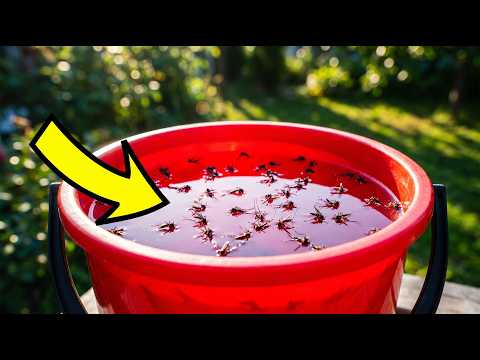The $4 Mosquito Trap That Actually Works