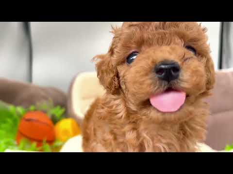 子犬の動画