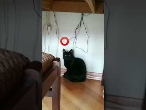 #shorts cute black cat 😺 tap this circle