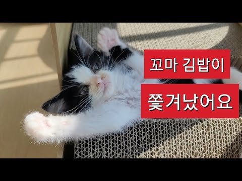 꼬마 김밥이 쫓겨났어요! 다묘 가정 주의사항