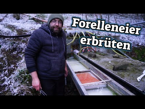 Hatching trout eggs part 1