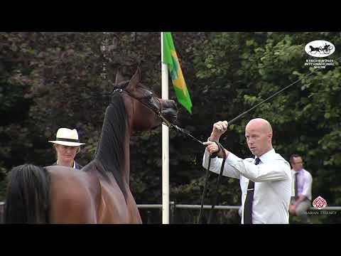 N 109 ETIWA OF SINUS   Strohen 2021 International B Show   Fillies 2 Years Old Class D