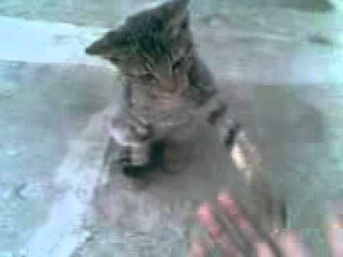fighting the cat SRINIVAS PURELLA RECHAPALLY THUMM
