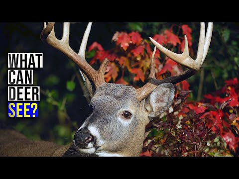 Deer Vision Insights for Hunters to Stay Hidden
