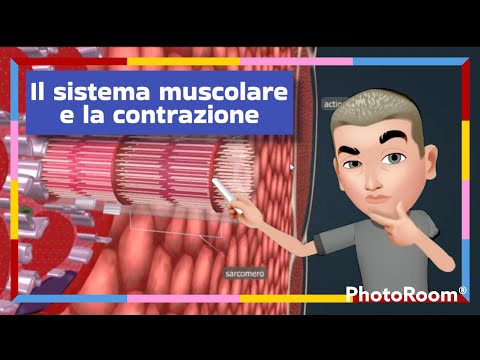 The muscular system and contraction