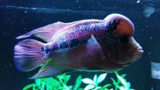 Red Dragon Flower Horn aka BUBBLES! Vs 15 BLOOD PARROTS,Silver AROWANA