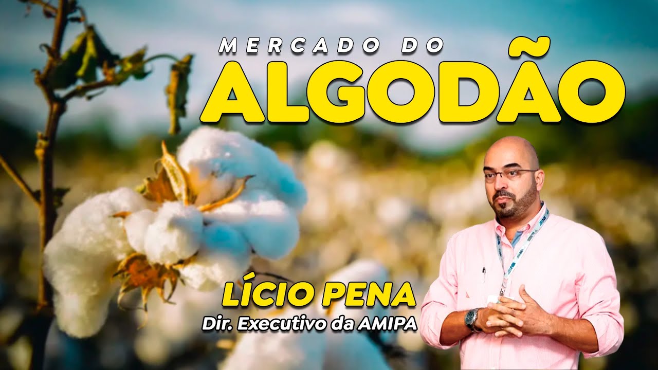 Colheita de algodão em Minas pode ser antecipada após forte veranico.