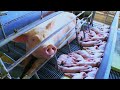 Modern Pig Farming Inside The Most Successful PIG FARM INCREDIBLE LIVESTOCK RAISING