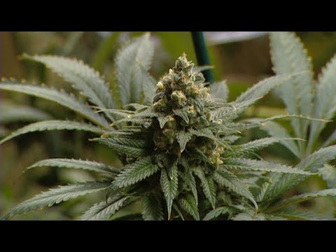 Marijuana as a treatment option growing on eve of 7th Prairie Medicinal Harvest Cup