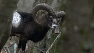 SELTENER Muffel Abschuss - Jagd auf gehörntes Schaf (Copterpro Jagd)