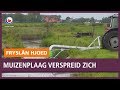 REPO: Muizenplaag verspreid zich