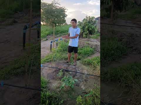 ရေရှားတဲ့ ဒေသမှာ ရေကို အကျိုးရှိအောင် ဘယ်လိ ု သုံးမလဲ