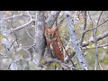 Oriental Scops Owl Otus Sunia