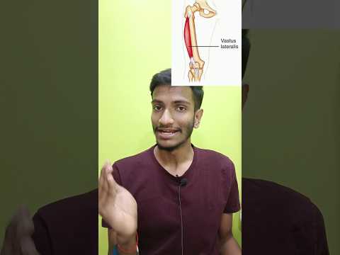 Quadriceps muscle 🦵🏻 | Origin, insertion and action #muscle