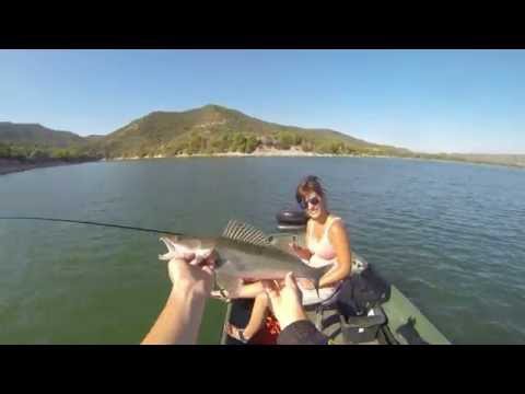 Dropshot angeln auf Zander