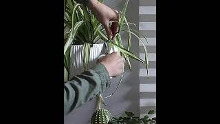 Držáky květin na sklenici 3ks