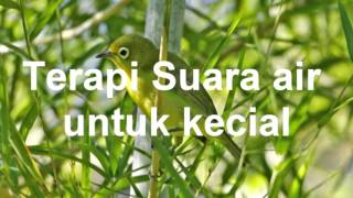Download lagu Terapi Suara Pleci Kecial ( Pleci Lombok) mp3 Download lagu Terapi Suara Pleci Kecial ( Pleci Lombok) mp3